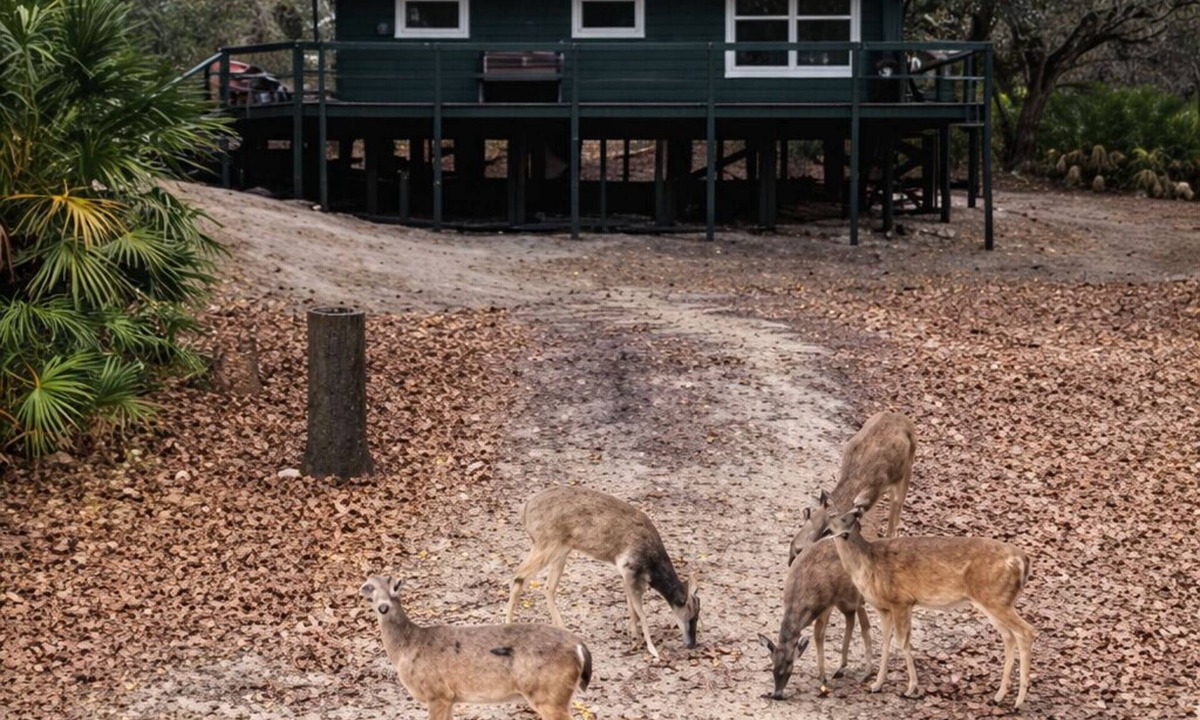 Arcadia Cabin | Peace on the River with deer