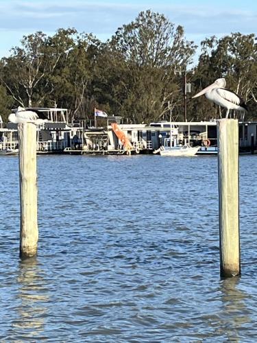 Mannum House | Pelicans Perch