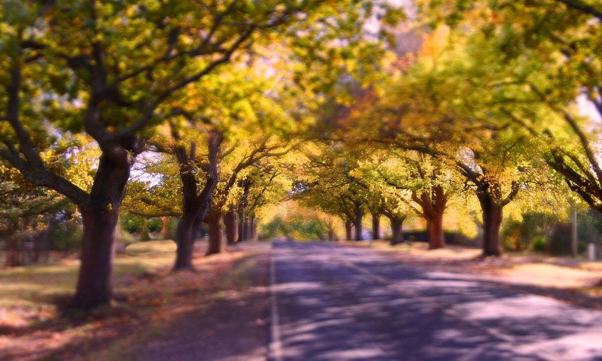 Glenlyon Apartment | Pet Friendly accommodation