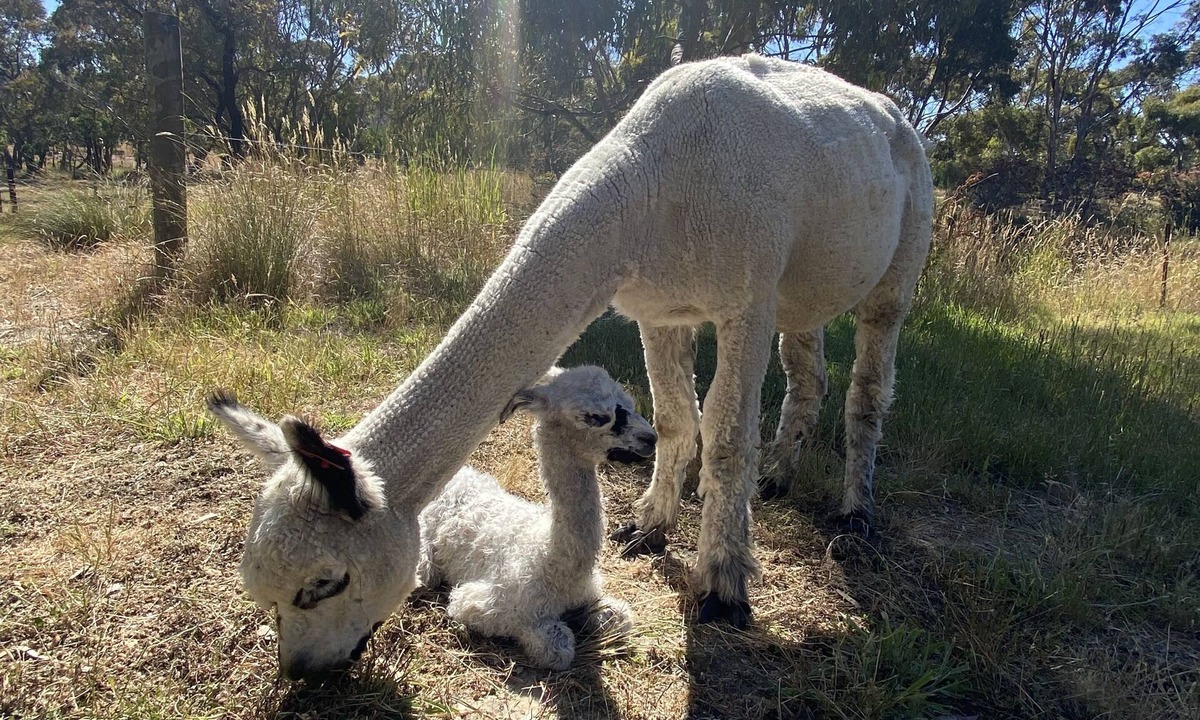 Cromer Cabin | Petit Manor