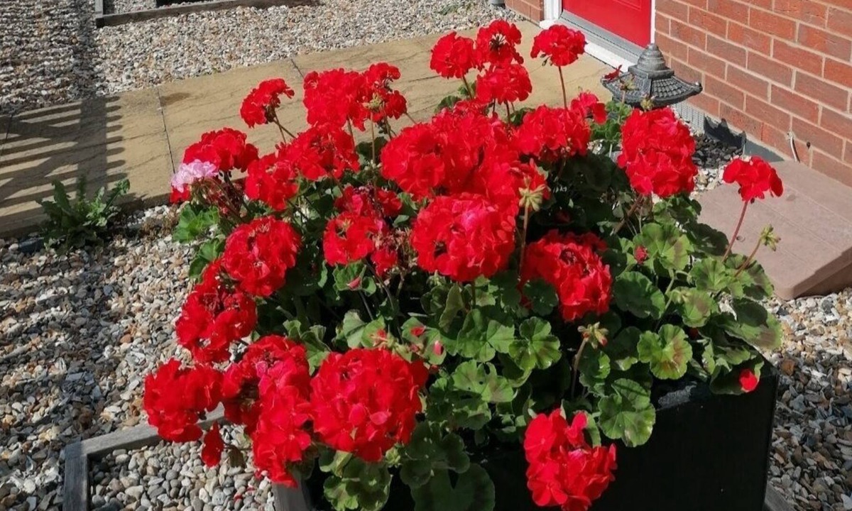 Red Lodge House | Pets Welcome - Military TLA Friendly