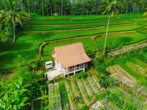 Banyuwangi Villa | Pondok Is Oke Family Room - 2 Bedroom Ricefild view