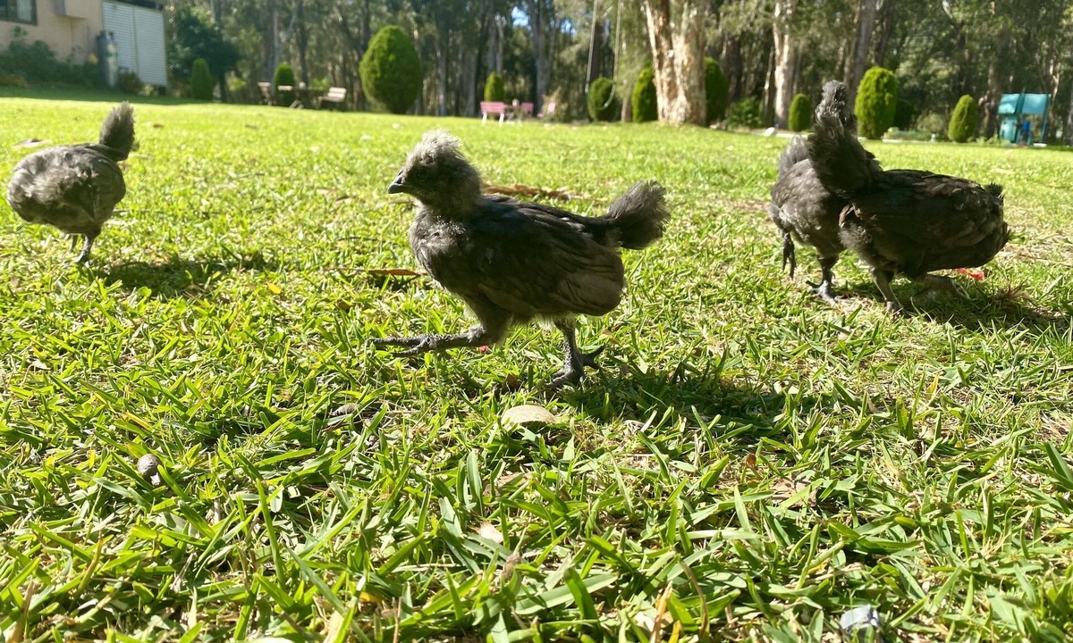 Salt Ash Cottage | Port Stephens Family Holiday