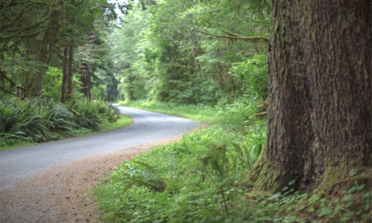 Forks RV Rental | Primitive Tent Site #5- Beautiful Forested Property