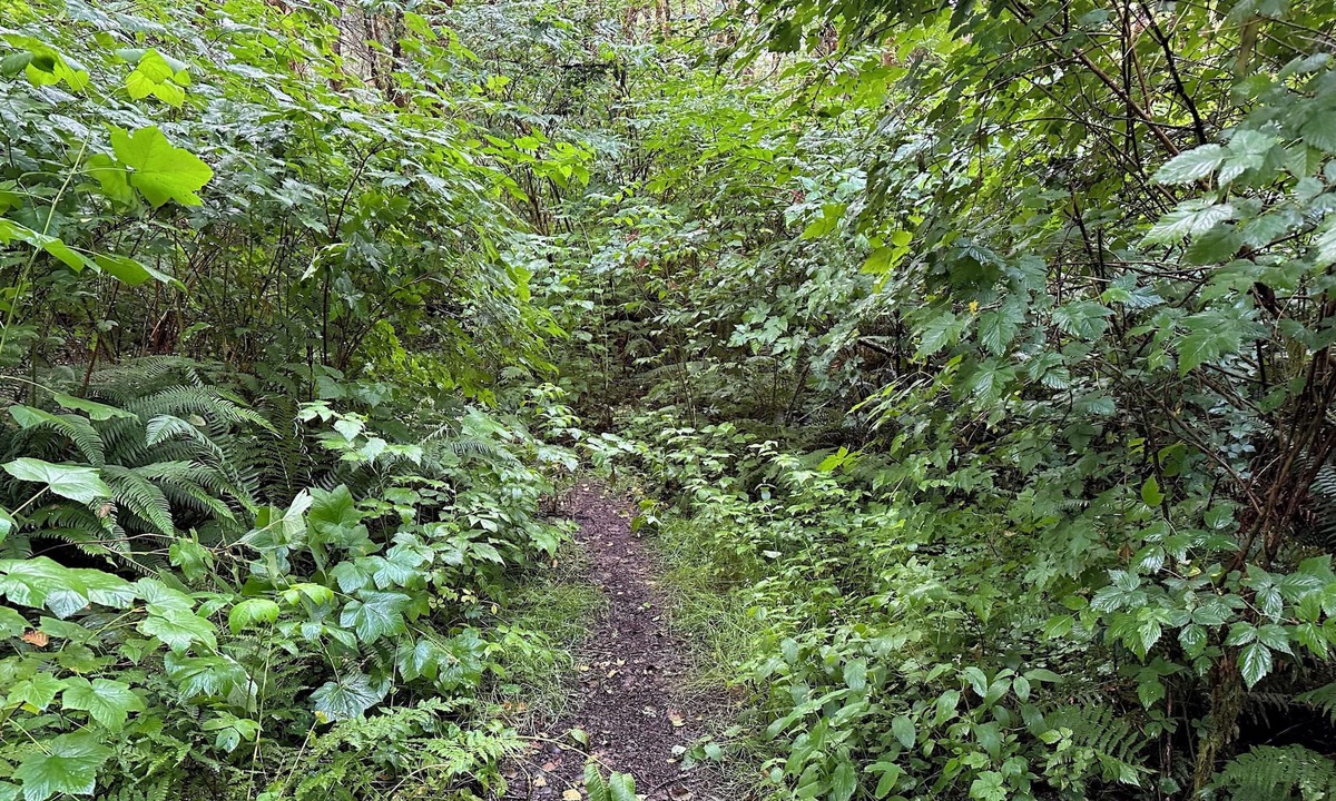 Forks RV Rental | Primitive Tent Site in Enchanted Rain Forest - Site #1