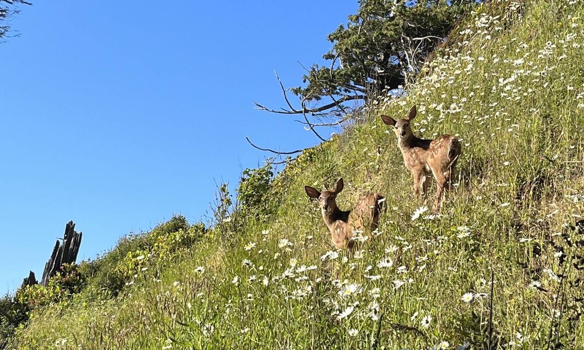 Clallam County House | Private Beach Access - Secluded, wildlife setting