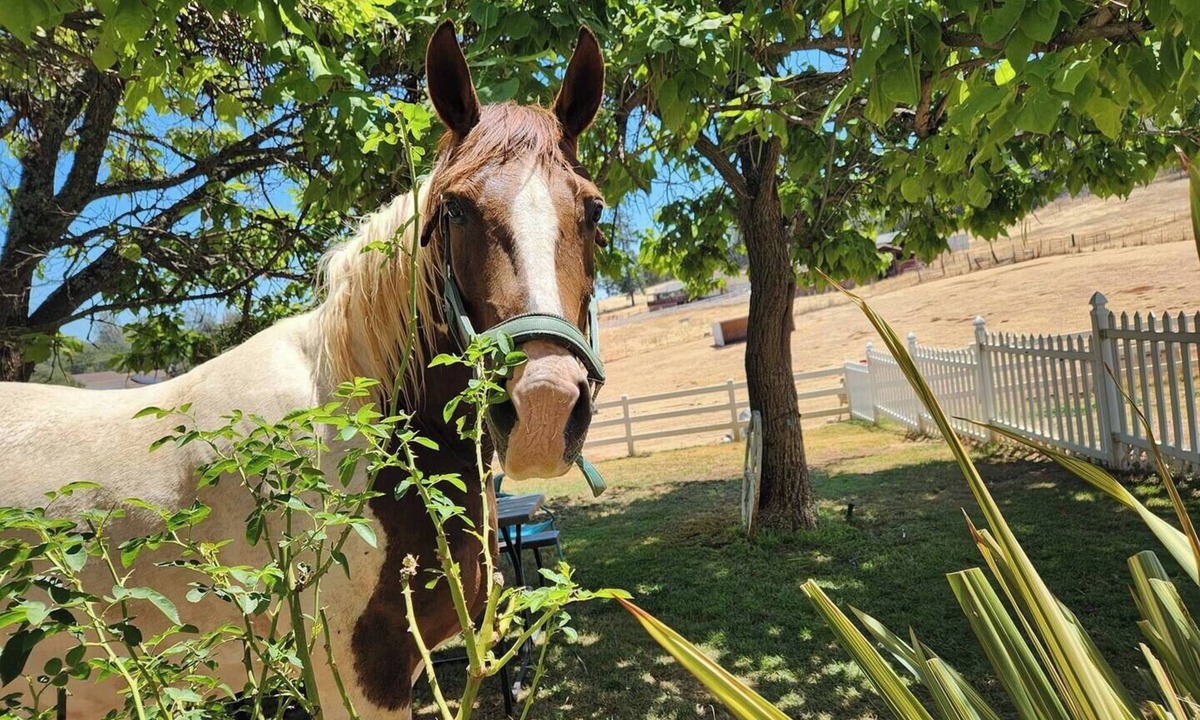 Pilot Hill Bed & Breakfast | Private Farm Stay on Gold Country Estate w/Horses and Donkeys