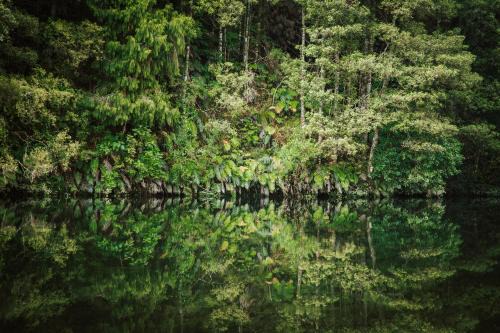 Omanawa Apartment | Punga Grove