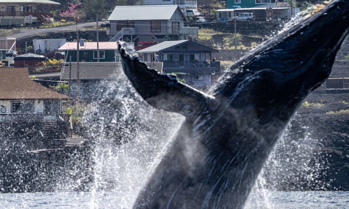 Captain Cook House | Purple House in Paradise