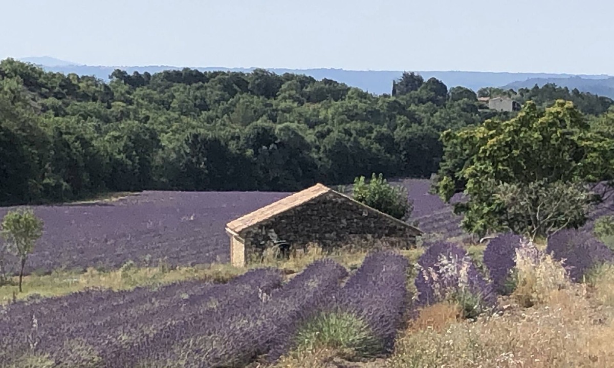 Pierrerue Other | Quiet little cottage in the middle of lavender fields