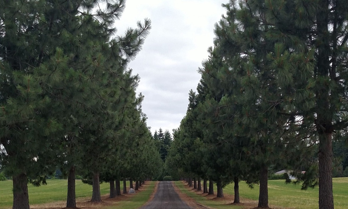 Estacada House | Quiet-Peaceful-Relaxing Country Setting