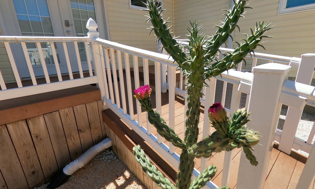 Long Neck House | RANCH WITH CACTUSES