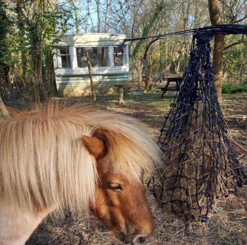 Ewhurst Green Other | Retro Caravan