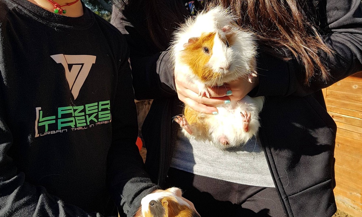 Ventnor House | Ripples n Tonic