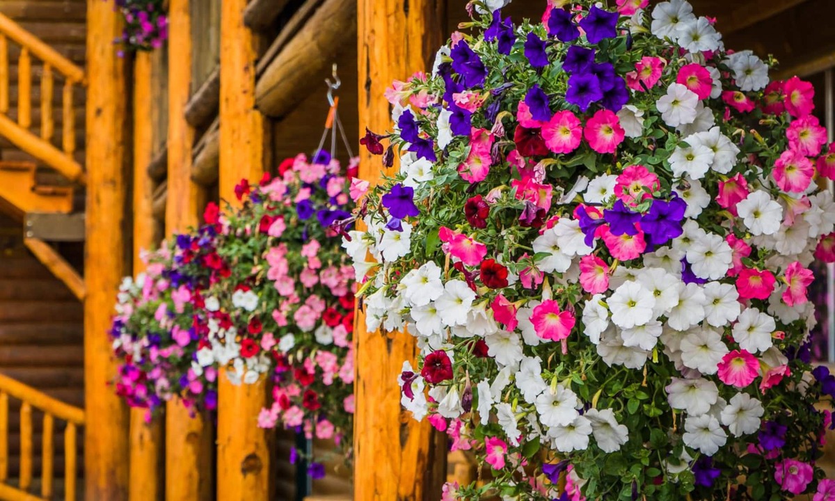 Last Chance Cabin | River Lodge