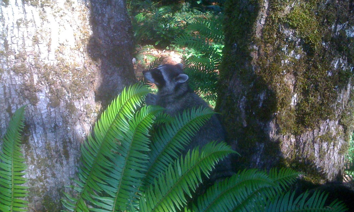 Gold Bar Cabin | Rustic Cedar Cabin on the River beneath Mt Index with intimate Hot Tub