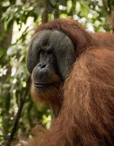 Bukit Lawang House | Sama Sama Homestay & Trekking Only Stay Here Book Trekking and Transport With Us