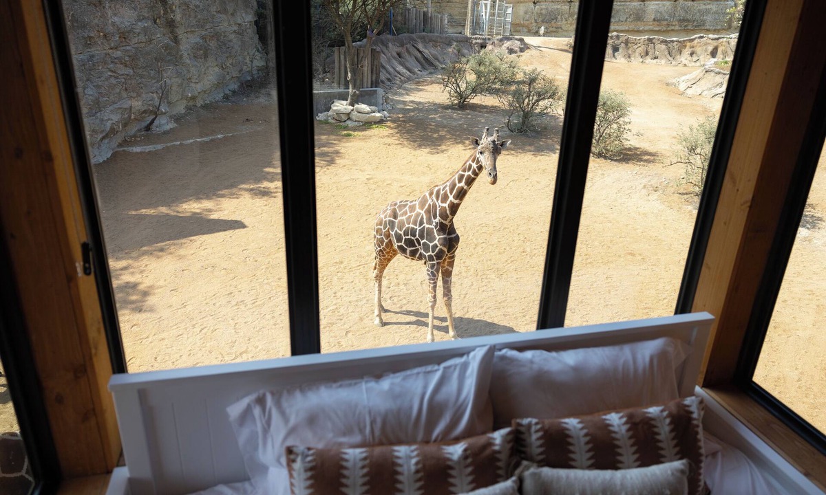 San Antonio Cabin | San Antonio Zoo - Spekboom Giraffe Lodge
