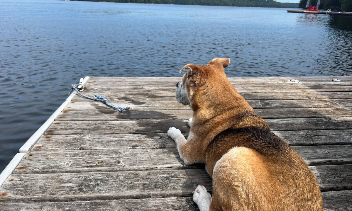 Dysart et al Cottage | 🌊 Sandy Beach on Beautiful Miskwabi Lake | Dock - BBQ - Firepit