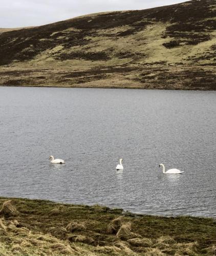 Scalloway Other | Scalloway Caravan Park