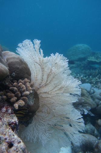 Yef Mo House | Sea Fans Homestay
