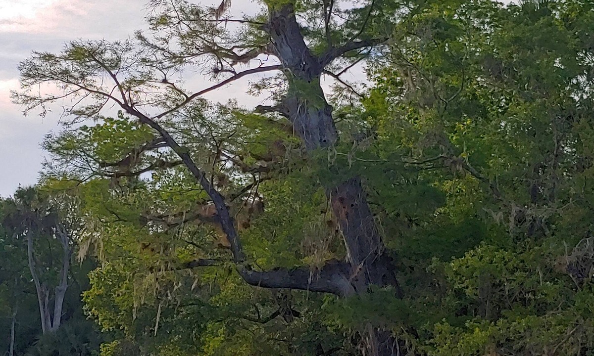 Bunnell Cabin | Secluded Waterfront Lodge on Florida Cattle Ranch