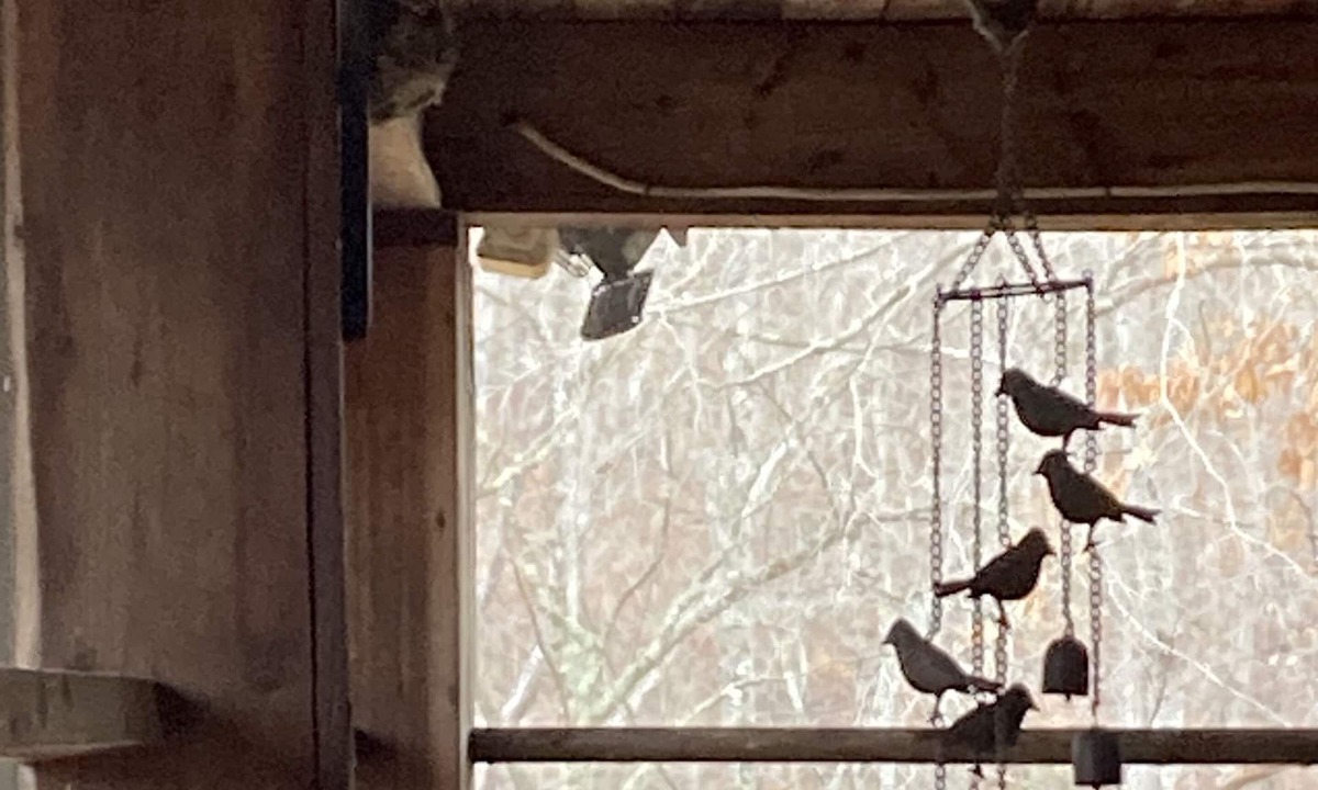Reserve at Fairystone Cabin | Semi-Rustic Cabin with privacy near Fairystone State Park
