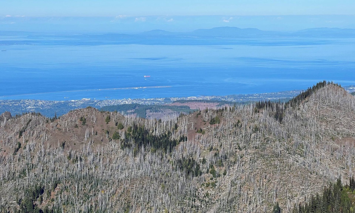 Carlsborg Cottage | Sequim And Sun