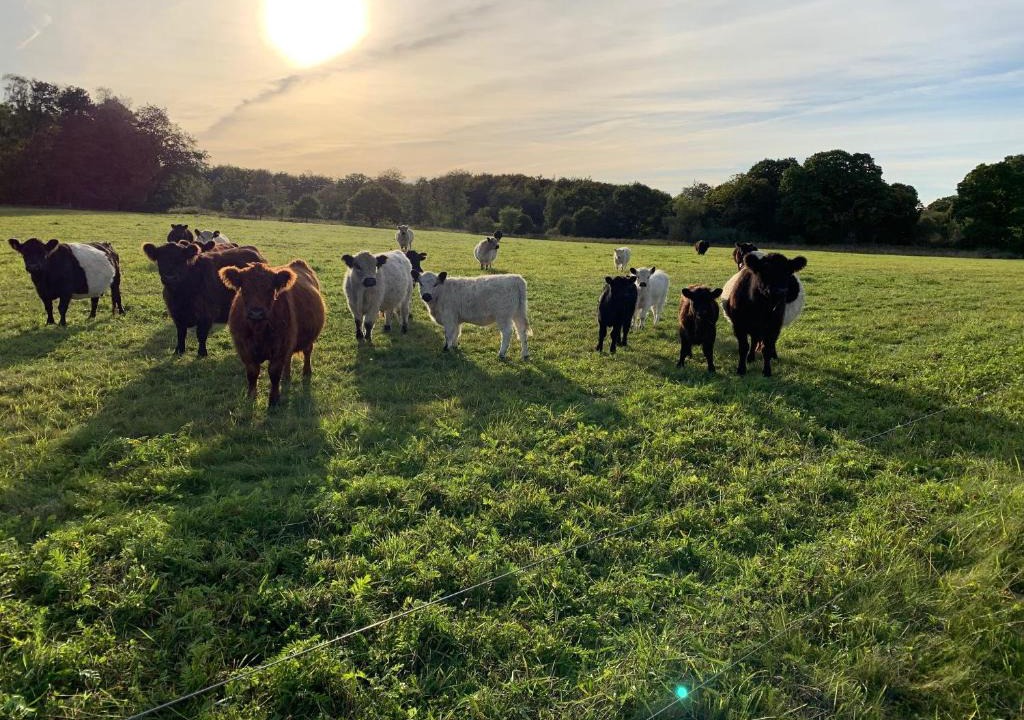 Roneklint Apartment | Skippergaarden