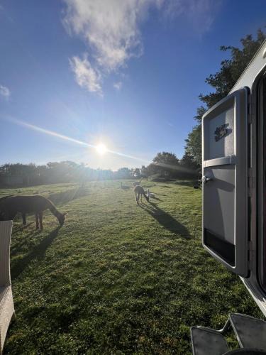 Snedsted Other | Sleep with Alpacas I Glamping Retreat in National Park Thy