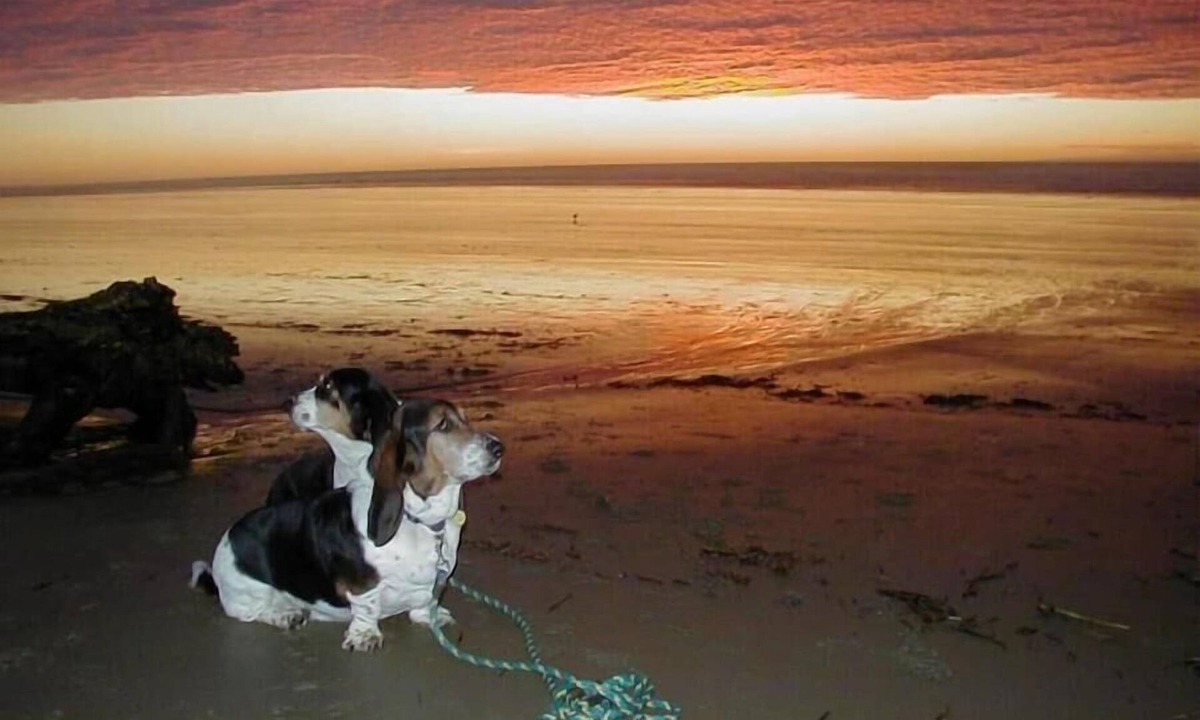 Florence House | Smugglers Cove - Dog Friendly walk to beach