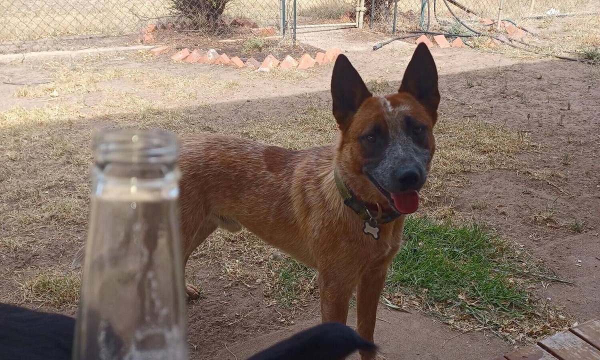 Wal Wal House | Snakes a plenty, rough country accommodation, no electronic communications.