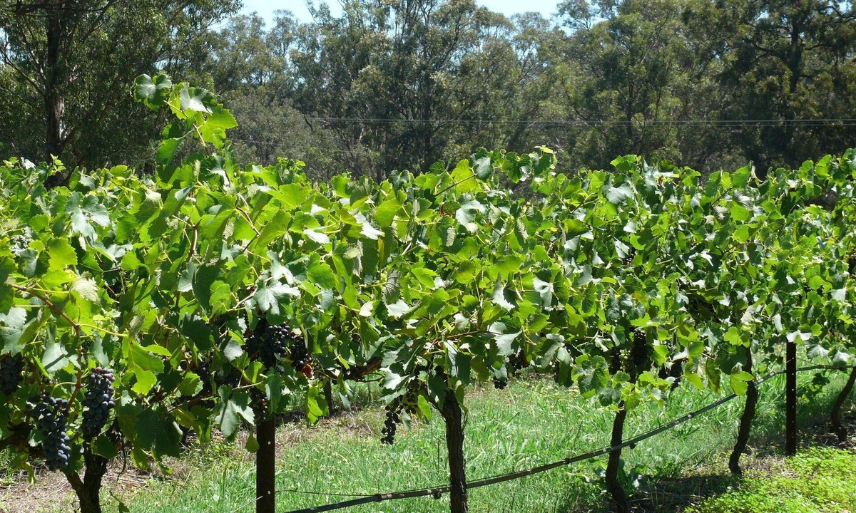 Pokolbin Ski Chalet | Spa Cottage, overlooking vineyard