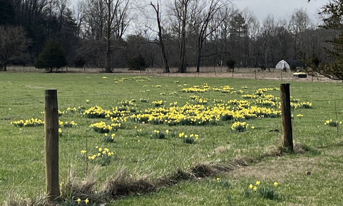 Roseland House | Spring has arrived. No charge for the view!