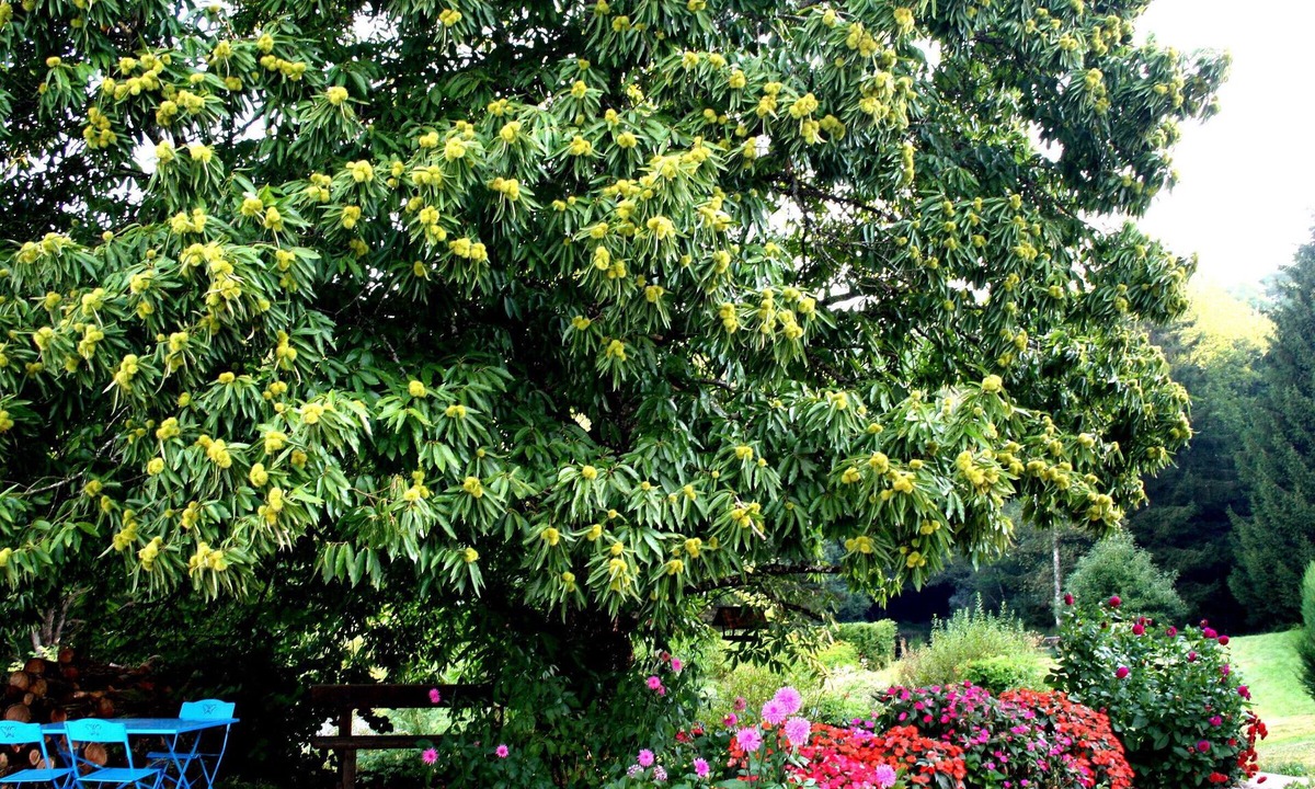 Le Clerjus Bed & Breakfast | Spring Room with Park and Nature Activities