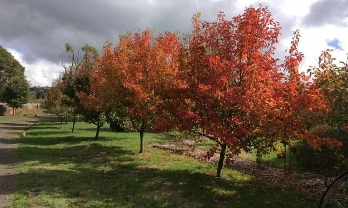 Limonite Cottage | Springfield Cottage - quiet getaway