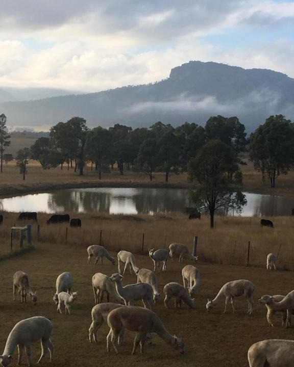 Broke Resort | Starline Alpacas Farmstay Resort