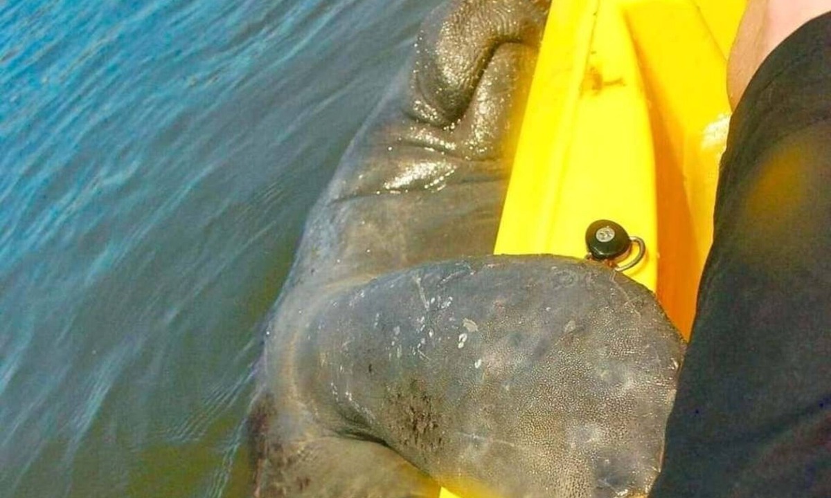 Cocoa Beach Condo | Stay and kayak with dolphins manatees