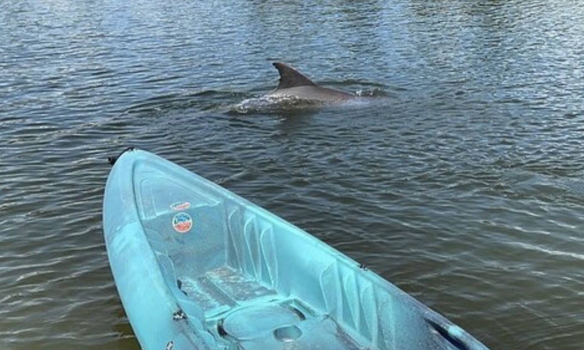 Cocoa Beach Condo | Stay Where Dolphins Play,Water Front