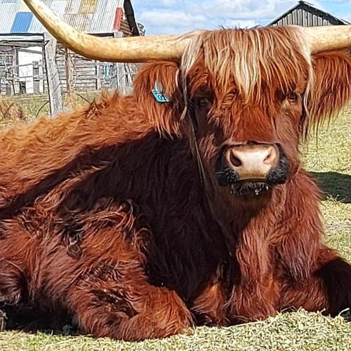 Dalveen Bed & Breakfast | Straw House Farm - STANTHORPE