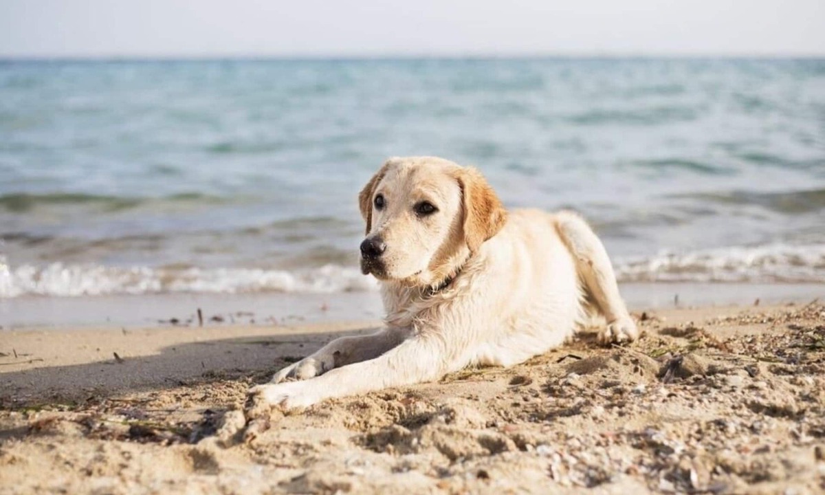 Dock Junction Hotel | Suburban Studios Brunswick I-95