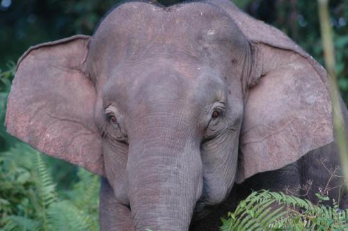 Sukau Bed & Breakfast | Sukau Village View Stay & Backpackers