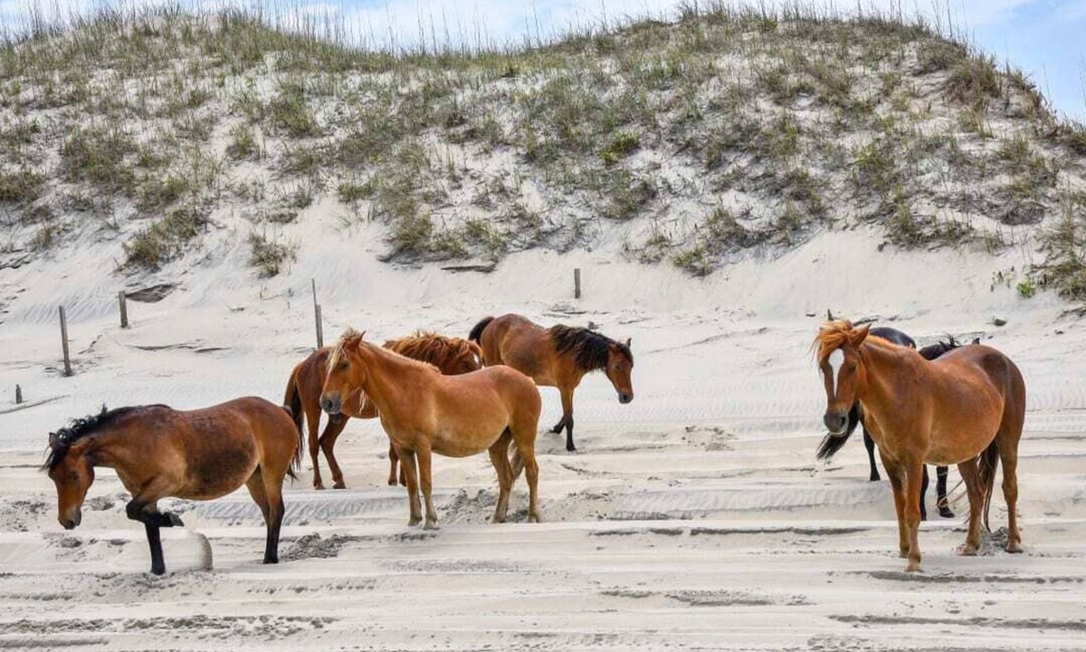 Corolla House | Summer DiscountsOcean view 4x4 beach escape Wild Horses Pet Friendly