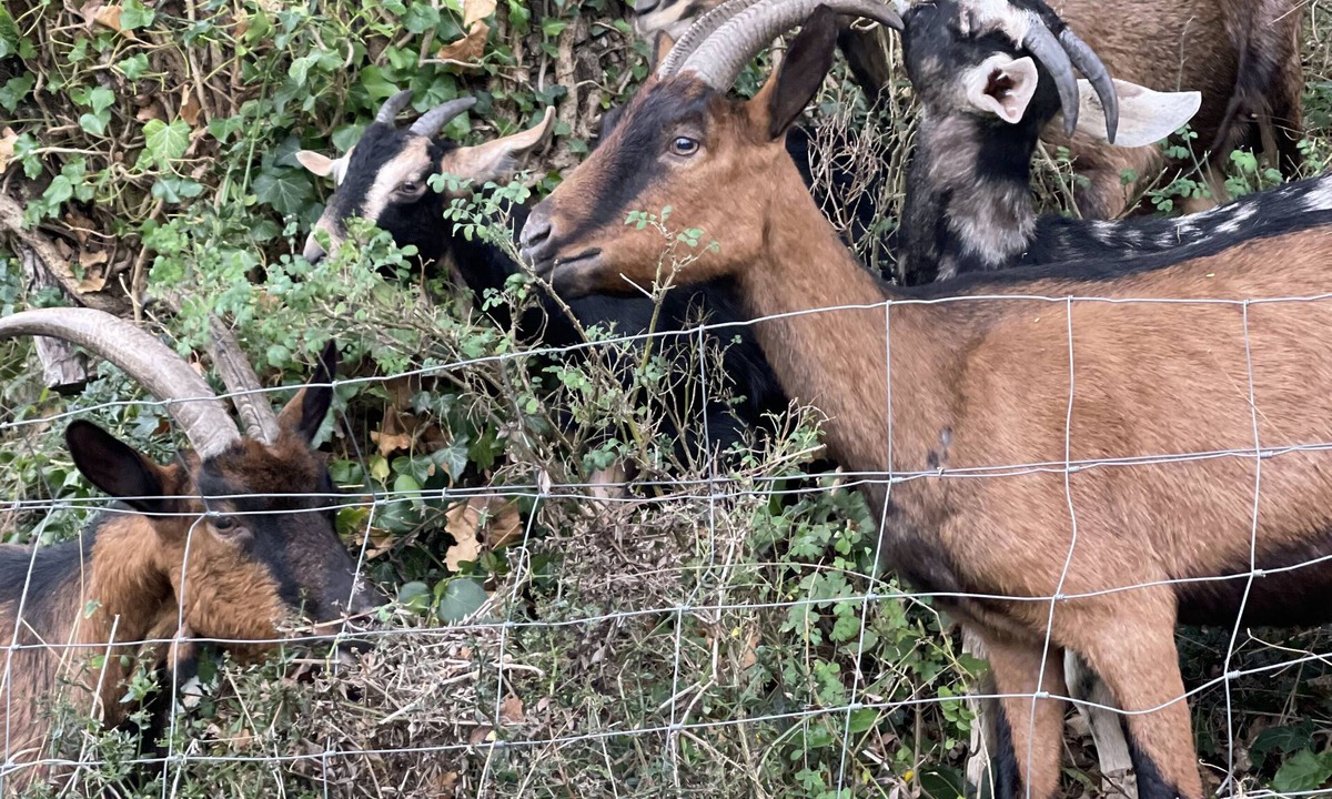 Piegros-la-Clastre House | Superb 6+2 bed Provencal dwelling