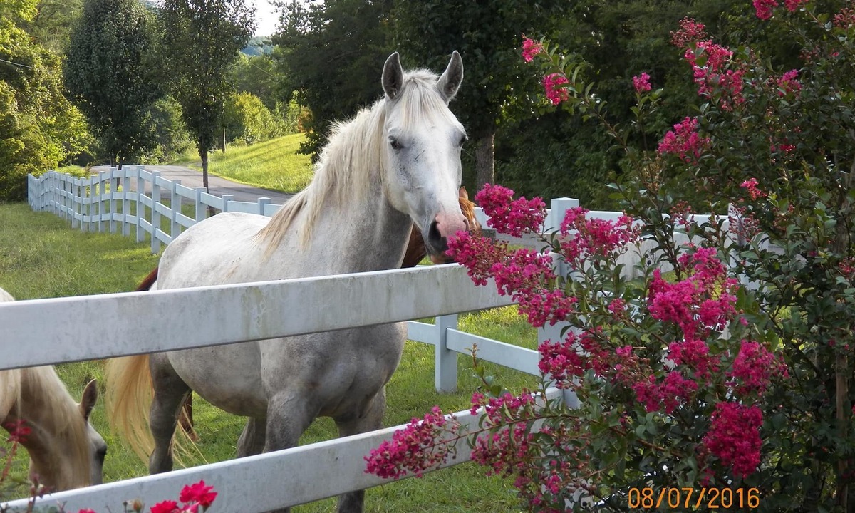 Tellico Plains House | T-Lea Farm your 73 Acre Horse Farm Vaction Retreat in East Tennessee