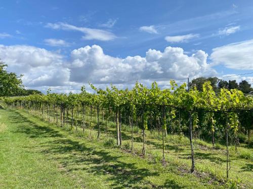 Karrebksminde House | Talian Charm At Vineyard Near Karrebæksminde