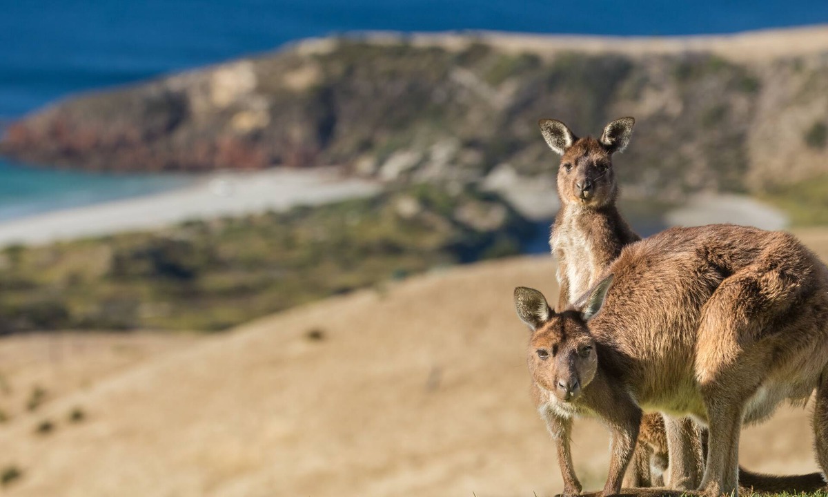 Duncan House | Tammar Ridge - Luxury at Snelling Beach