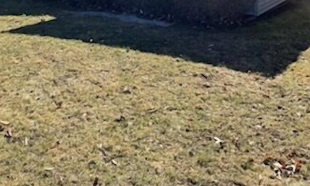 Vernon House | The Bird House, Vernon CT