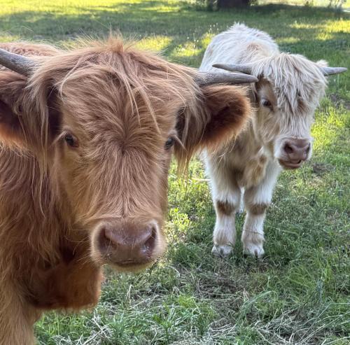 Paynes Crossing House | The Bower - Off Grid Cabin, Unplug, Relax & Unwind