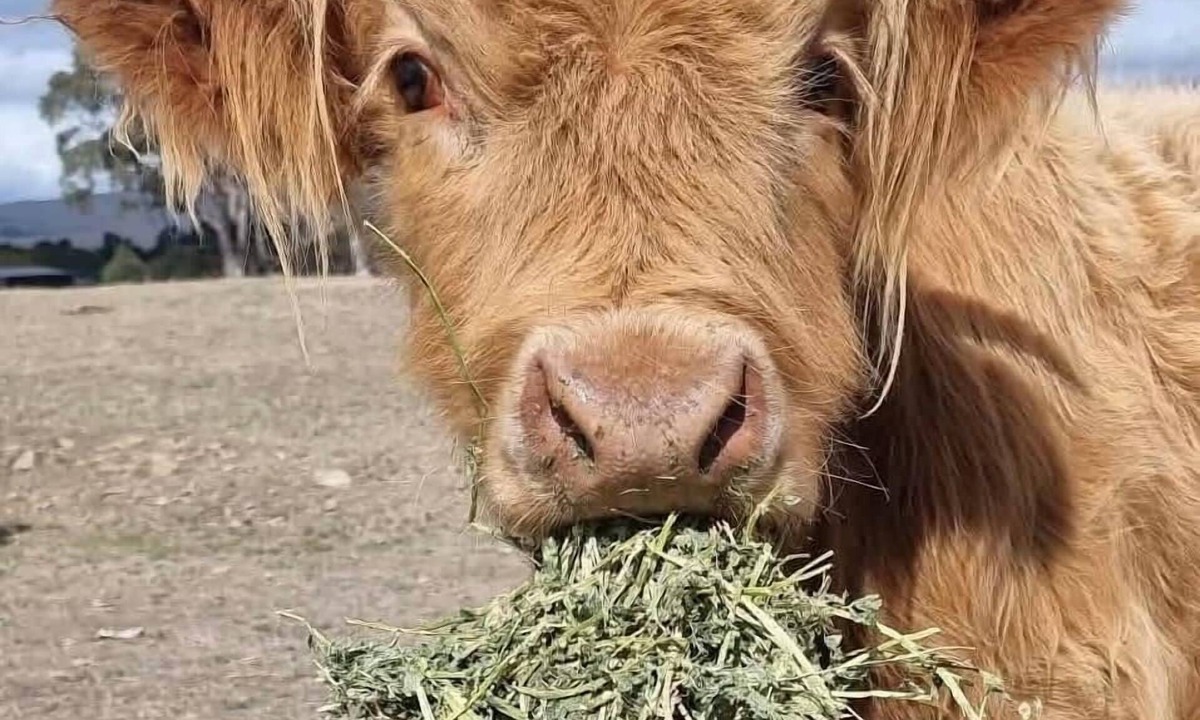 Paynes Crossing Cabin | The Burrows Off Grid Cabin, Come and meet Fergus!